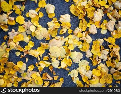 golden autumn leafes