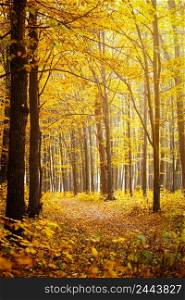 Golden autumnal forest with sunbeams