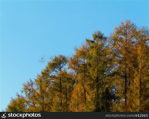 Golden autumnal trees against blue sky. Polish nature, copy space.. Golden autumnal trees against blue sky. Poland.