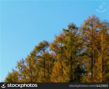 Golden autumnal trees against blue sky. Polish nature, copy space.. Golden autumnal trees against blue sky. Poland.