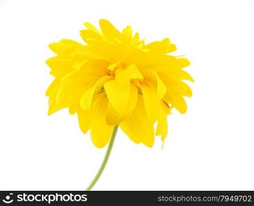 Golden Ball or Rudbeckia isolated white background