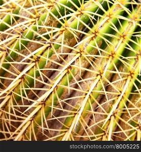 Golden barrel cactus close-up (Echinocactus grusonii)