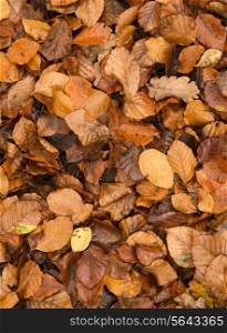 Golden beech tree leaves on ground in Autumn