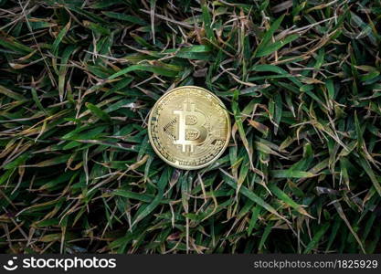 Golden Bitcoin Coin on clump of green grass background. Financial Crisis concept Bitcoin cryptocurrency.