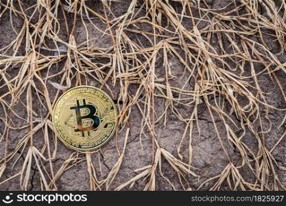 Golden Bitcoin Coin on clump of hay grass dry cracked ground background. Financial Crisis concept Bitcoin cryptocurrency.