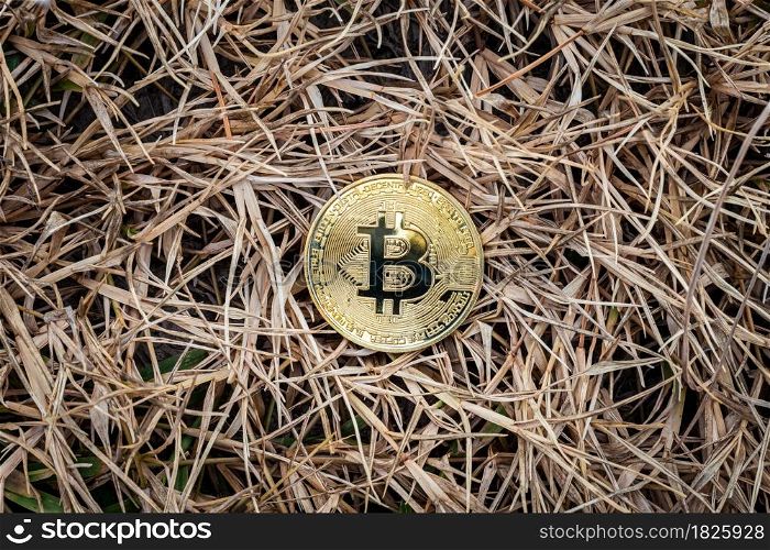 Golden Bitcoin Coin on clump of hay grass dry cracked ground background. Financial Crisis concept Bitcoin cryptocurrency.