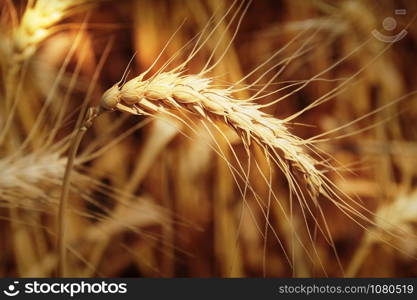 Golden Bread spike in the rays of light.