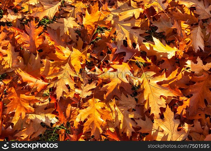 Golden brown Autumn Fall oak tree leaves on the ground, nature background picture
