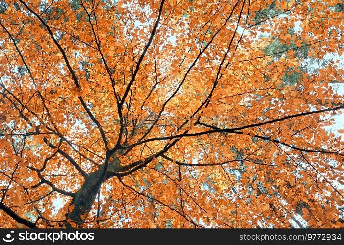 Golden Brunch Autumn Tree in October Forest