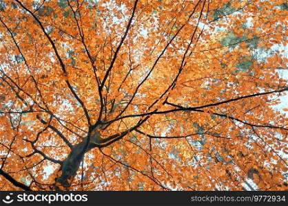 Golden Brunch Autumn Tree in October Forest