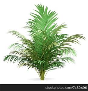 golden cane palm tree isolated on white background. 3d illustration