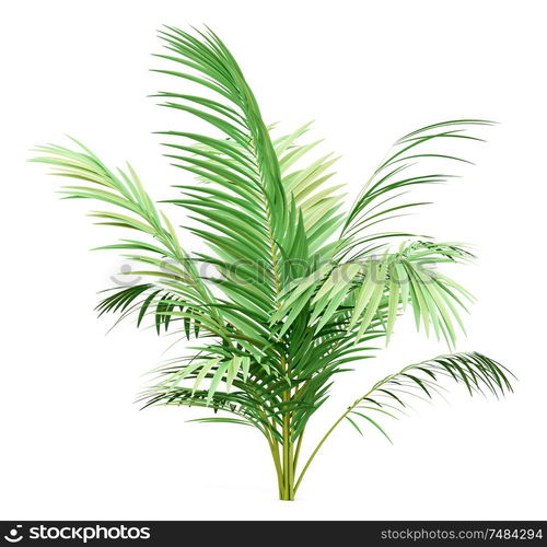 golden cane palm tree isolated on white background. 3d illustration