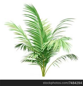 golden cane palm tree isolated on white background. 3d illustration