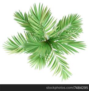 golden cane palm tree isolated on white background. top view. 3d illustration