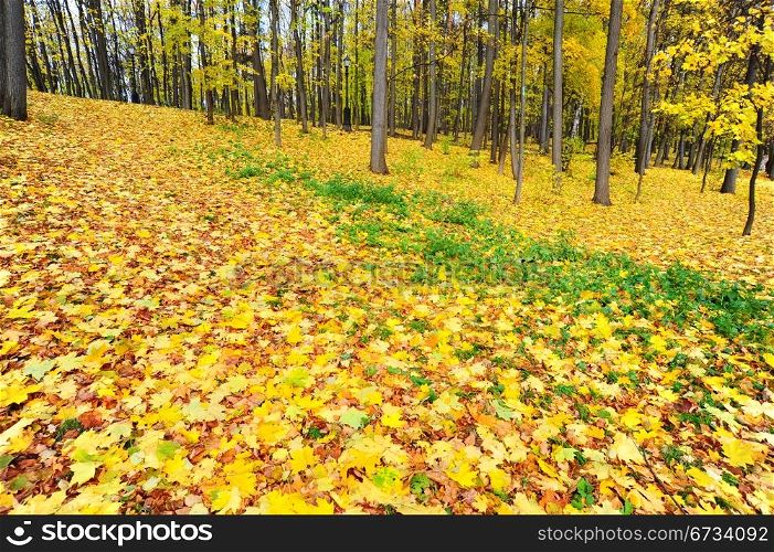 Golden Carpet of Leaves of Birch and Maple in Autumn Park