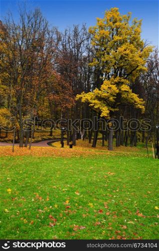 Golden Carpet of Leaves of Birch and Maple in Autumn Park