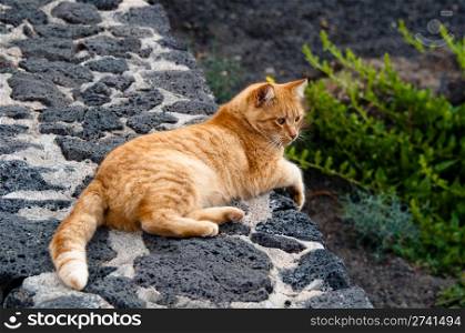 Golden cat lying in the sun on a rough wall on Lanzarote, Canary Islands, Spain