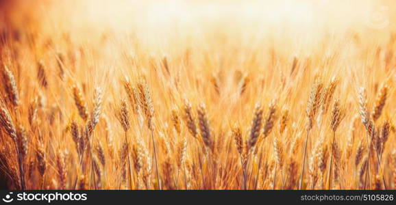 Golden Cereal field with ears of wheat , Agriculture farm and farming concept, banner