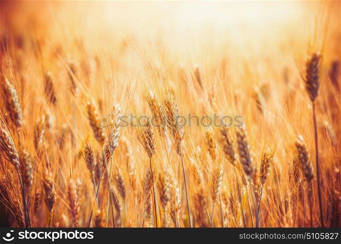 Golden Cereal field with ears of wheat with sunbeams
