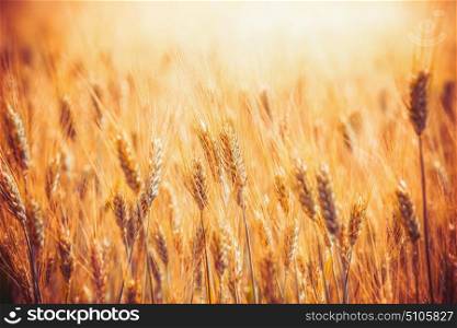 Golden Cereal field with ears of wheat with sunbeams
