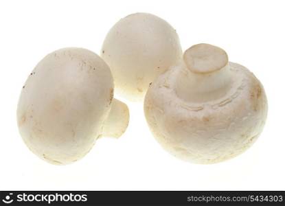 Golden champignons mashroom isolated on white background