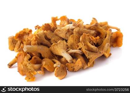 golden chanterelles in front of white background