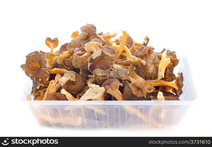 golden chanterelles in front of white background