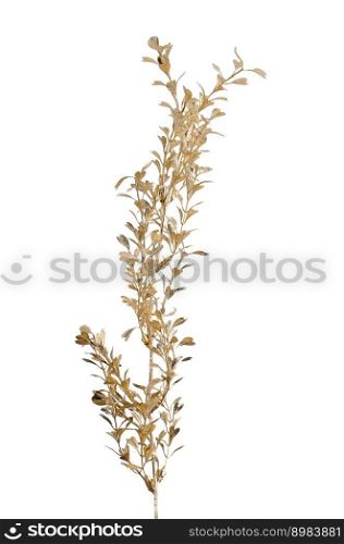 Golden Christmas decoration branches on white background.