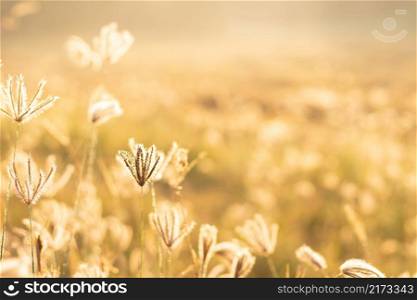 Golden color of field of grass and blur natural background