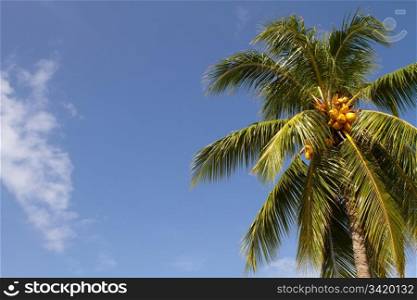 Golden colored coconuts grow on the palm tree in the tropics against a blue sky. Room for copy on left.