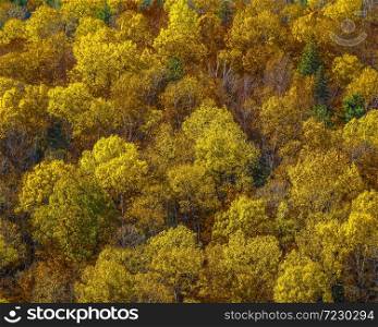 Golden colors of Fall fill the forest canopy, ON, Canada