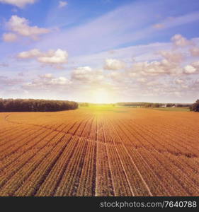 Golden Corn field in late summer. Aerial farming landscape at sunset.