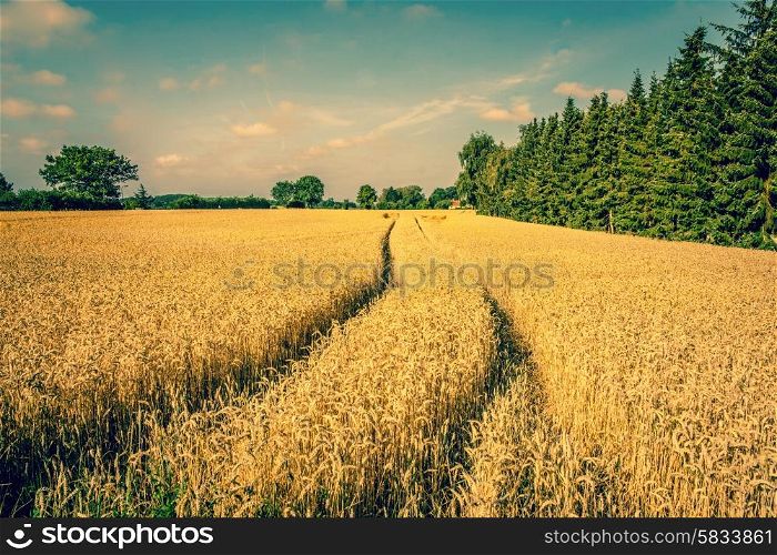 Golden crop field scenery with tire tracks