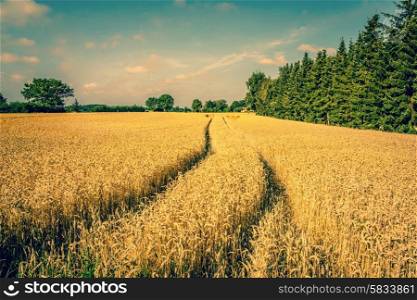 Golden crop field scenery with tire tracks