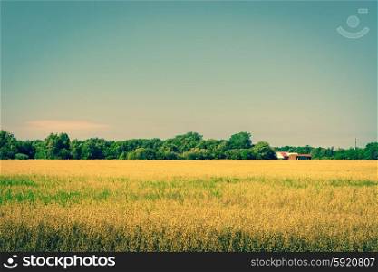 Golden crops on a field with a barn in the summer