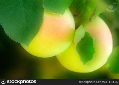Golden Delicious Apples Growing On The Tree
