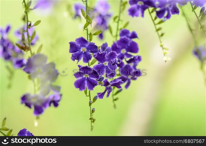 Golden Dew Drop, Pigeon Berry, Sky Flower ( Duranta erecta ), The flowers are light-blue or lavender, fruit is a small globose yellow or orange berry