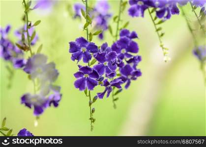 Golden Dew Drop, Pigeon Berry, Sky Flower ( Duranta erecta ), The flowers are light-blue or lavender, fruit is a small globose yellow or orange berry