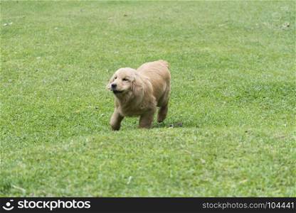 Golden Dog happy to play in the grass.