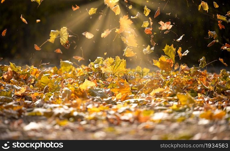 golden dry maple leaves circling in the air above the ground. Autumn landscape in the park, selective focus