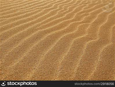 Golden dunes in the desert