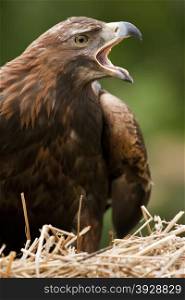 Golden Eagle (Aquila chrysaetos) in the Scottish Highlands