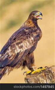 Golden Eagle, Aquila chrysaetos, Spanish Forest, Castile and Leon, Spain, Europe