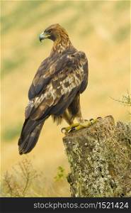 Golden Eagle, Aquila chrysaetos, Spanish Forest, Castile and Leon, Spain, Europe