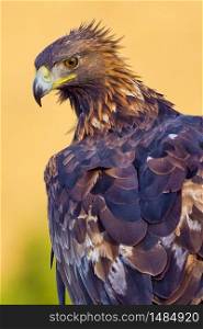 Golden Eagle, Aquila chrysaetos, Spanish Forest, Castile and Leon, Spain, Europe. Alberto Carrera
