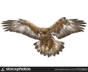 Golden eagle attack swoop hand draw and paint color on white background illustration.
