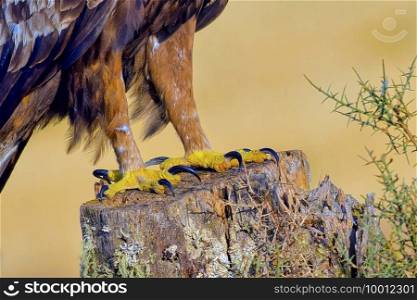 Golden Eagle Claws, Aquila chrysaetos, Mediterranean Forest, Castile and Leon, Spain, Europe