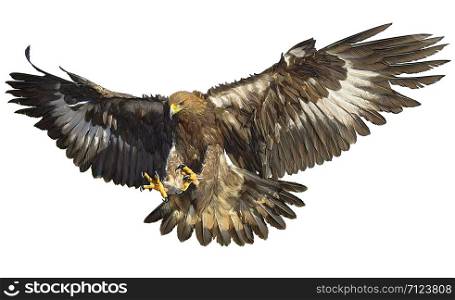 Golden eagle flying hand draw and paint color on white background illustration.