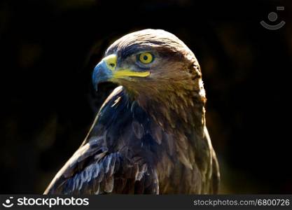 Golden eagle isolated on a dark background