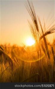 Golden ears of barley silhouetted at sunset or sunrise in field of crops growing on farm